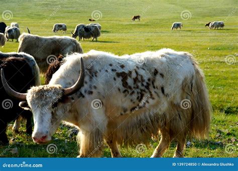 Mongolia Animals Yak Nature Steppe Livestock Farming Stock Photo - Image of august, mongolia ...