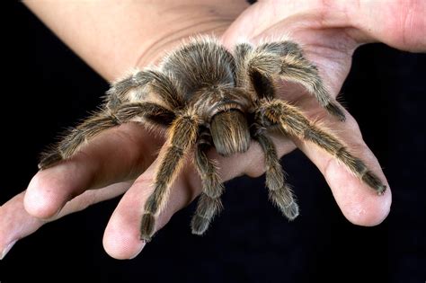 Spider Venom Key to Chronic Pain Relief Without the Risk of Addiction