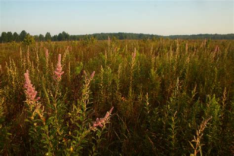 Crawfish Frog Habitat at Big Oaks National Wildlife Refuge. | Download ...