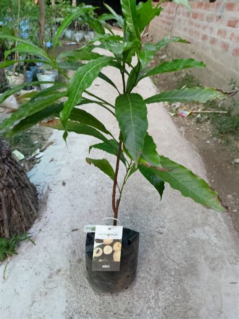 Abiu Fruit Plant | Buy Abiu Fruit Plant | Abiu Plant for Sale Online ...