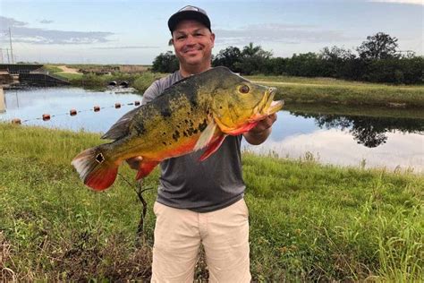 When do Peacock bass spawn in Florida – Catch Florida Peacock Bass