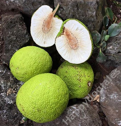 Fine Art Photography, Breadfruit Kauai Hawaii, Fun Kitchen Wall Art - Etsy | Breadfruit, Hawaii ...