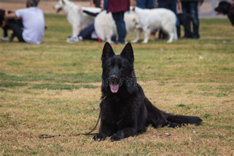 Black German Shepherd 2 stock image. Image of black - 144712741