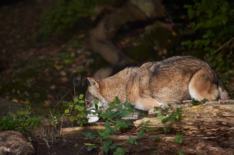 Wolves Eating Deer Stock Photos - Free & Royalty-Free Stock Photos from Dreamstime