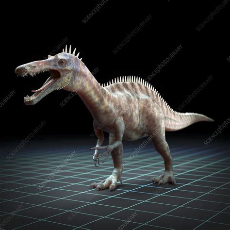 Suchomimus Dinosaur, artwork - Stock Image - C020/2068 - Science Photo Library