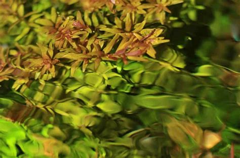 Rotala Rotundifolia: Care, Light, Growth & Varieties - Fish Laboratory