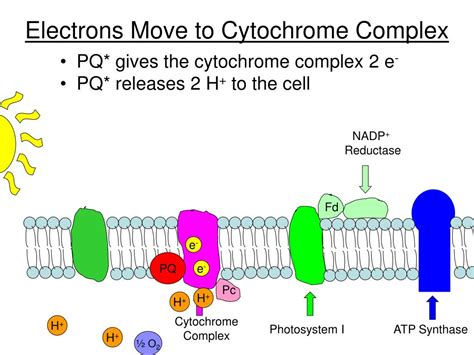 PPT - Photosynthesis PowerPoint Presentation, free download - ID:3209793