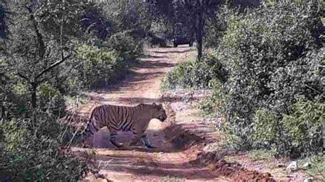 Sariska tigers’ preference for cattle over wild prey poses danger to ...