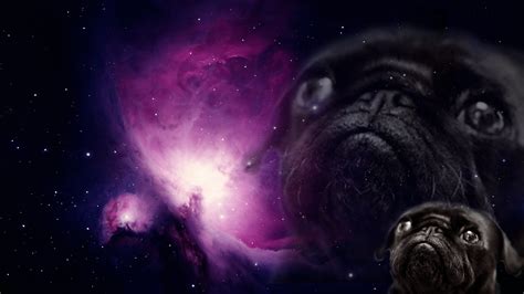 Funny Pug Pictures Wallpaper (75+ images)