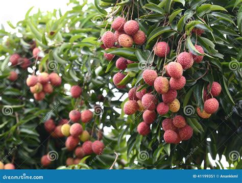 Fresh lichi on tree stock image. Image of nature, orchard - 41199351