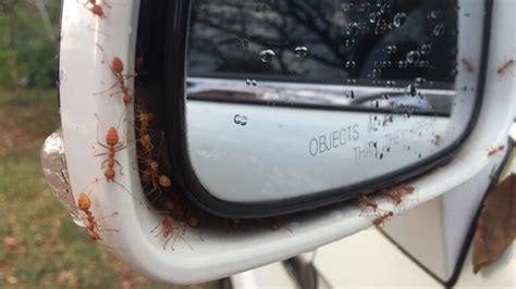 How to Get Rid of Ants in Your Car: 4 Easy Steps and Additional Tips