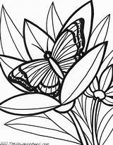 Rainforest Animals Coloring Pages Free sketch template