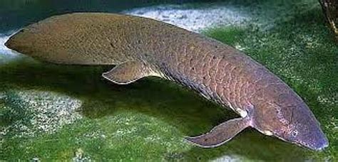 Australian lungfish