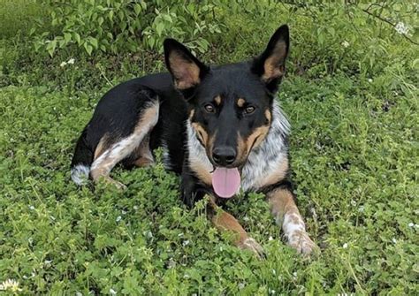 20 Beautiful Blue Heeler Mixes: The Best Cattle Dog Mixes