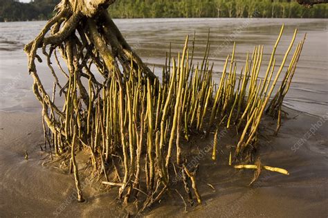 Mangrove tree and roots - Stock Image - E600/0134 - Science Photo Library