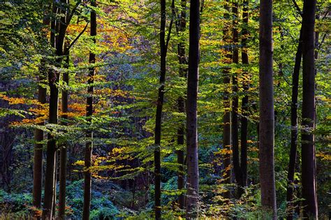 Study Shows Protected Forests Are Cooler - Inside Climate News