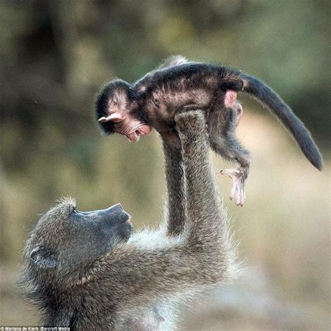 🔥 Mother baboon playing airplanes with her infant at Kruger National ...