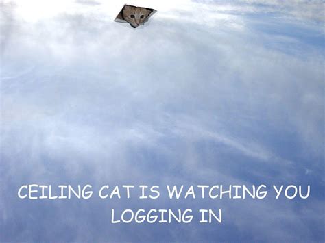 [Image - 16687] | Ceiling Cat | Know Your Meme