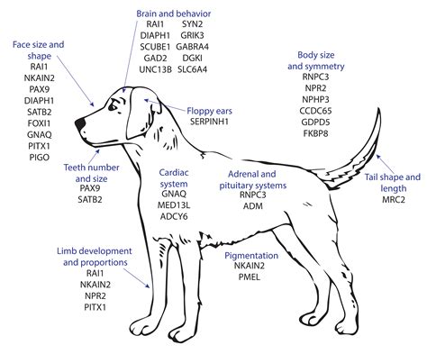 Genetic Variation Dogs