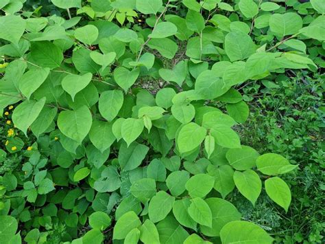 Best Japanese Knotweed Control Methods - Knotweed Removal