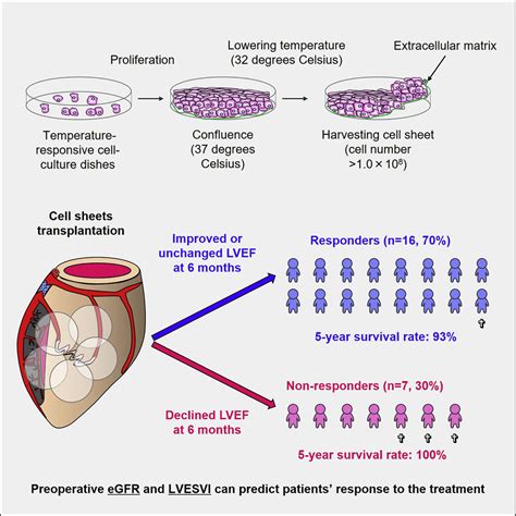 Long-term outcomes of autologous skeletal myoblast cell-sheet ...