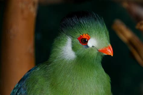 8 Green Birds From Around the World | Audubon