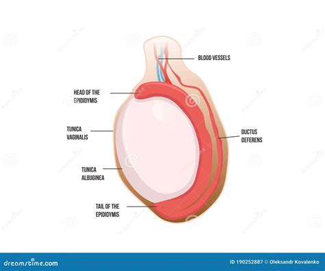 Normal Testicular Anatomy. Human Testis Vector Illustration Stock ...