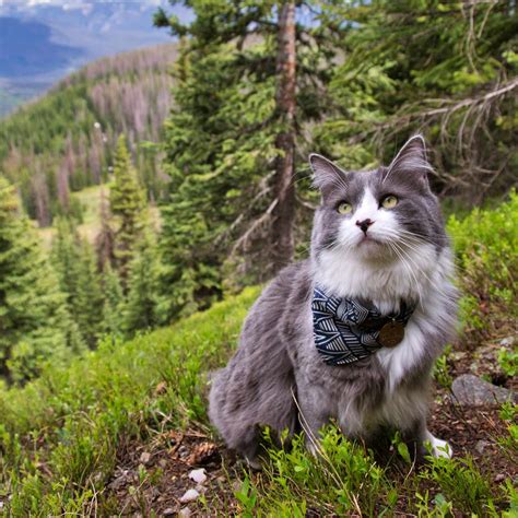 Hiking With Cats: How to Turn Your Kitty Into an Adventure Cat | BeChewy