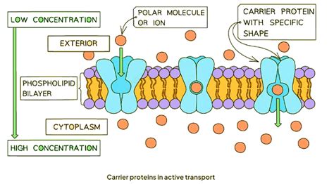 Proteins and Active Transport - Biology for GCSE/IGCSE - Year 11 PDF ...