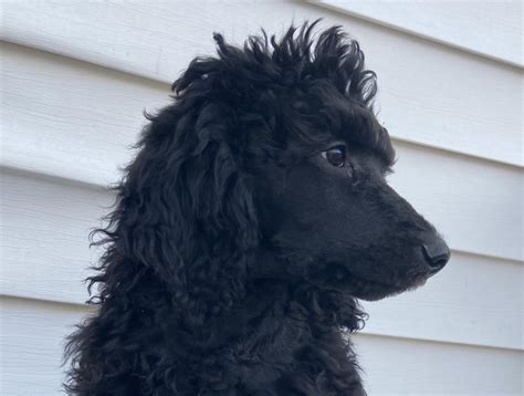 Standard Poodle Puppies For Sale | 84th Avenue, Allendale Charter Township, MI #323482