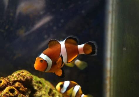 What Do Clownfish Eat? (Diet, Care & Feeding Tips)