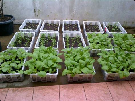 Berkebun Sayur di Pekarangan Rumah - Jurnal Asia