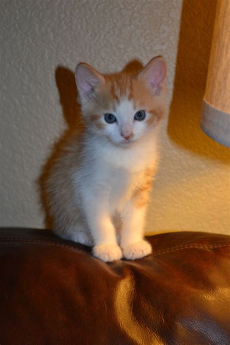 Orange and White Tabby Kitten