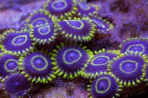 14 Types of Beautiful Corals for Beginners – Petnanny Store