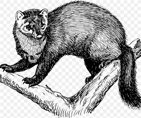 Fisher Cat Animal Clip Art, PNG, 1280x1076px, Fisher, Animal, Beaver, Black And White ...