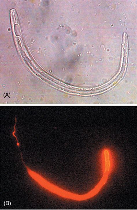 Bursaphelenchus xylophilus: opportunities in comparative genomics and molecular host-parasite ...