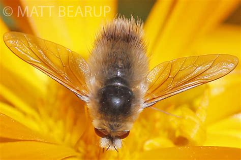 Fuzzy Bee Fly - Anastoechus - BugGuide.Net