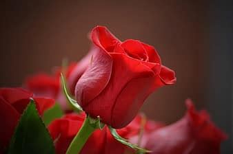 roses, salmon, rose bloom, flower, romantic, love, fragrance, plant ...