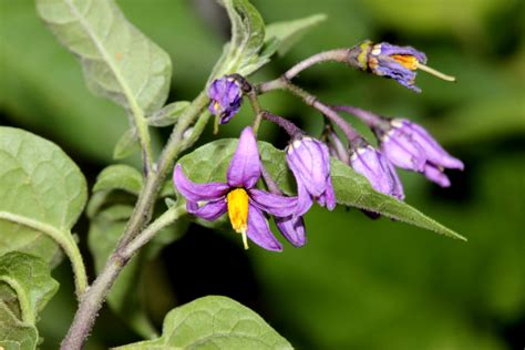 Solanum dulcamara (Introduced) – eFlora of India