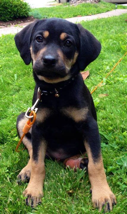 This is my new Reagle puppy Shelby. She is a Rottweiler mix. This board is all about training ...