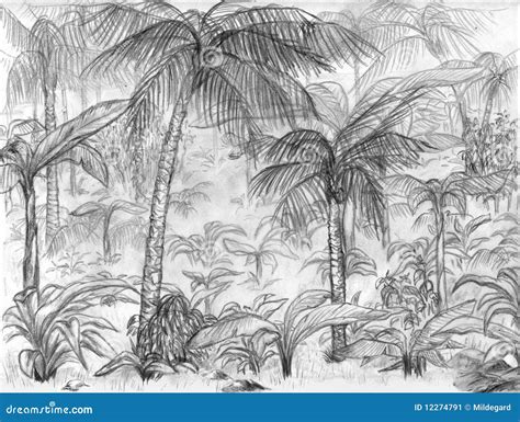 Jungle landscape stock illustration. Illustration of pencil - 12274791