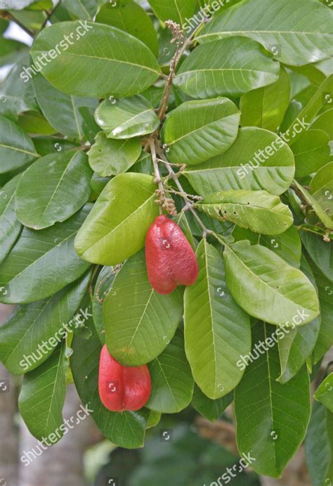 Ackee Blighia Sapida Fruit Leaves Freedom Editorial Stock Photo - Stock ...