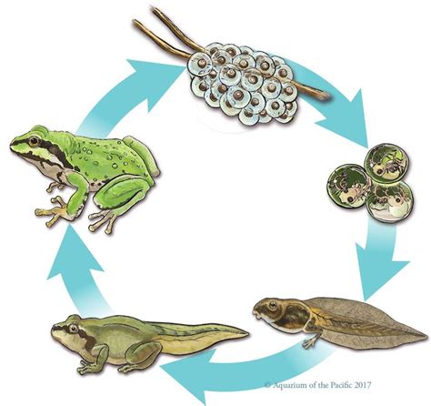 Pacific Tree Frog Life Cycle by changewinds on DeviantArt | Lifecycle ...