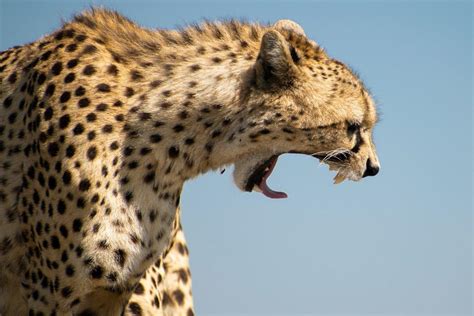 Top 104+ Cheetah is national animal of which country ...