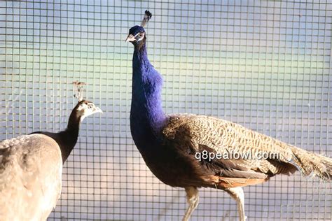 Purple - THE PEAFOWL DATABASE