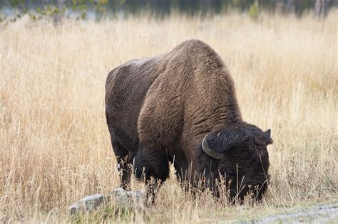 Yellowstone National Park Wildlife 2015