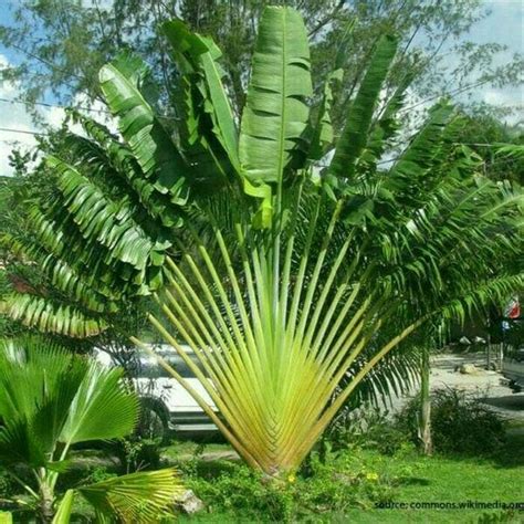 Jual Tanaman Hias Pisang Kipas | Shopee Indonesia