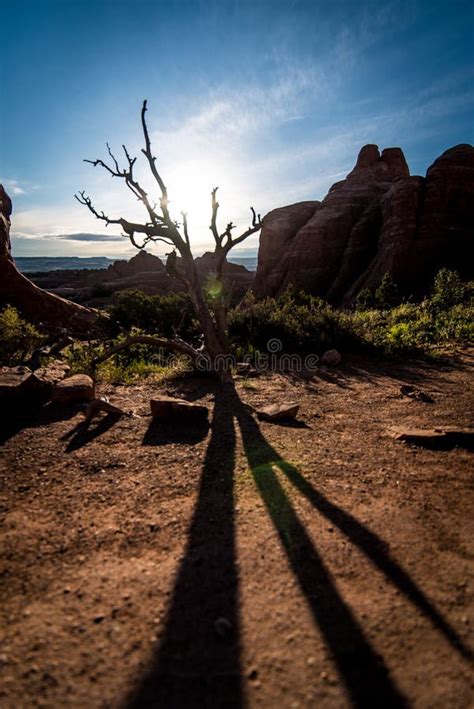 Desert shadows. stock image. Image of outdoors, season - 79809419