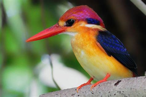 Pin by Sandra Dondero on National Geographic | Kingfisher, Beautiful birds, Bird species