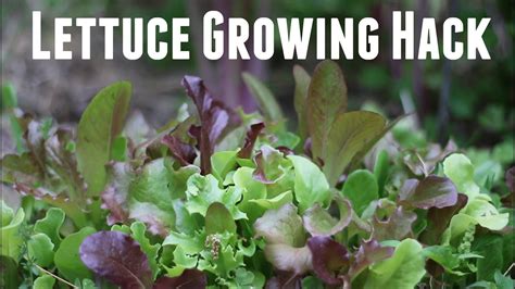 How to Grow Lettuce for Massive Yields - From Seed or Transplanting - Garden Hack - YouTube